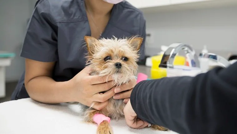 Állatorvosok kis kutyát vizsgálnak a klinika vizsgálótermében