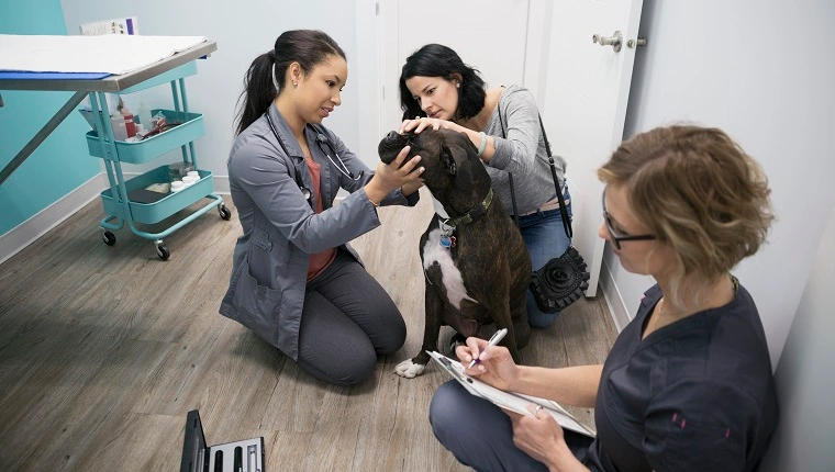 الطبيب البيطري فحص الكلب في غرفة فحص العيادة