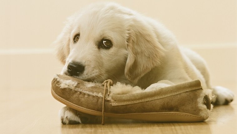 Кученце от породата голдън ретривър дъвче чехъл на пода, близък план