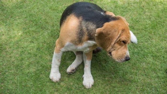 "Beagle-Hund,