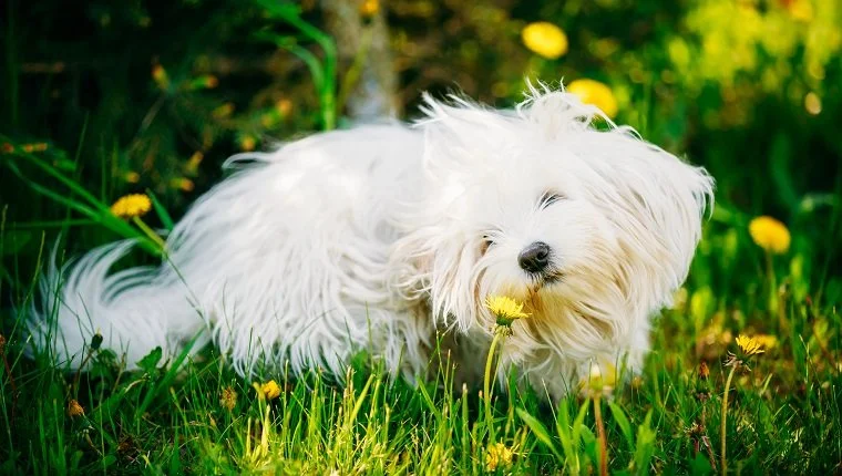 Vicces fehér bichon bolognai kutya ül zöld fűben és szaglászik pitypang virágok parkban