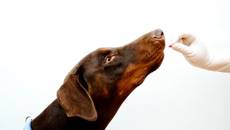ветеринарен преглед Доберман куче
