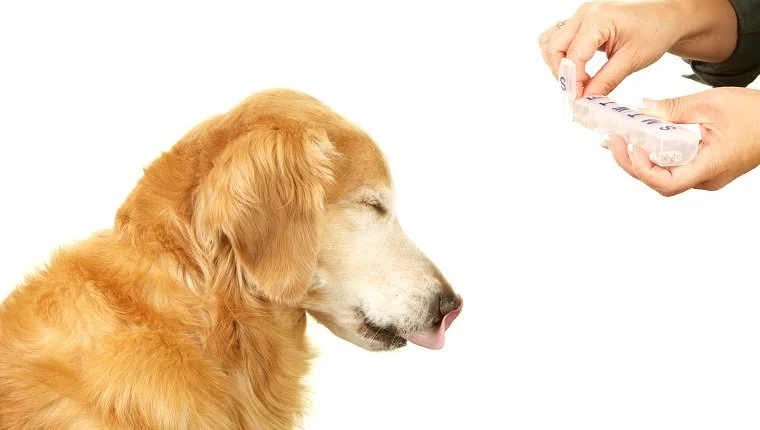 Куче от породата голдън ретривър затваря очи и изплезва език, докато стопанинът му държи хапче от органайзера за ежедневни таблетки