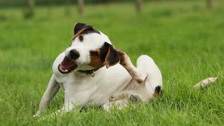 Джак Ръсел териер (Canis lupus familiaris), който се чеше, Великобритания