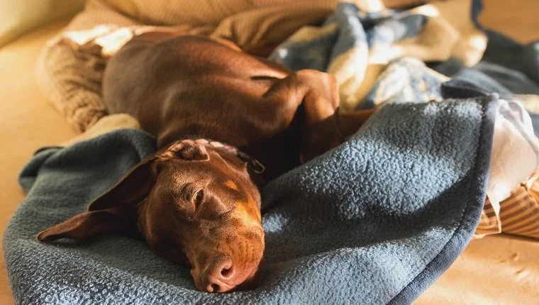 Close-Up kutyáról alszik az ágyon otthon