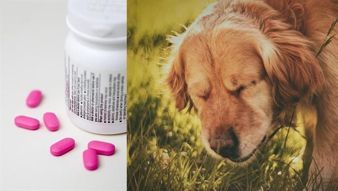 benadryl es seguro para perros a largo plazo.