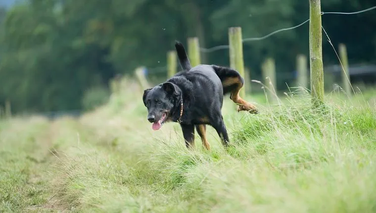 Куче от породата монгла вдига крак, за да уринира на тревата
