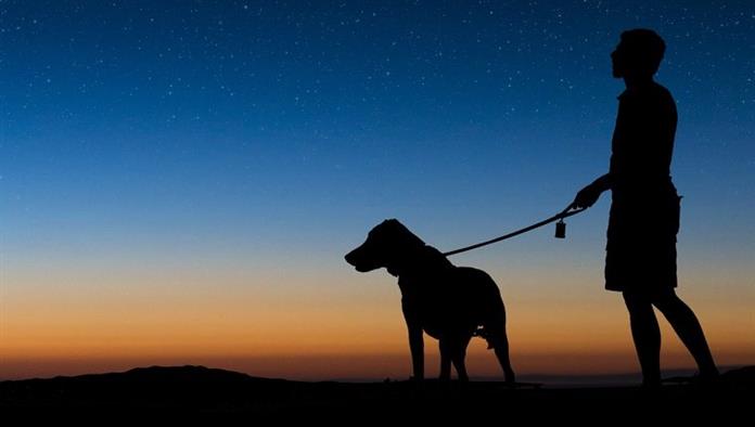 Ember sétált kutya egy tiszta éjszaka