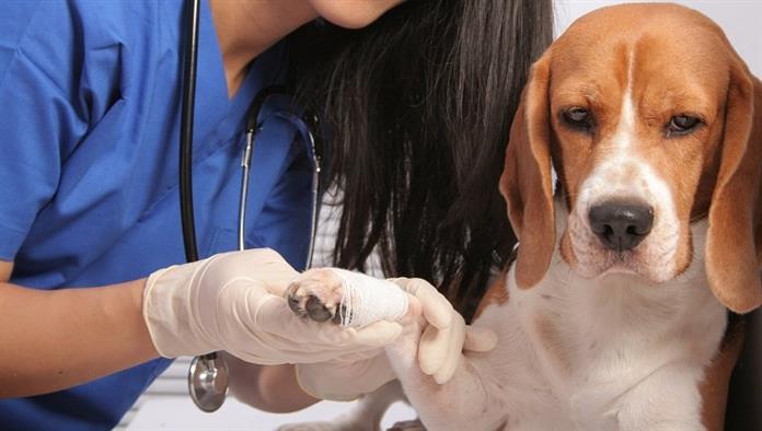 Tierarzt, der einen Verband über die Pfote eines Hundes legt.