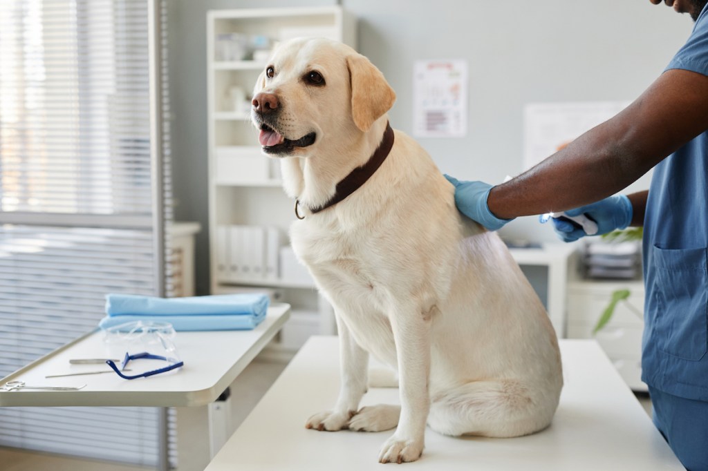 Un câine este examinat pentru a depista semne de boală a discului intervertebral (IVDD).