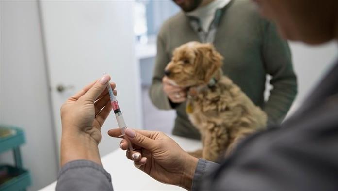 Acetónido de triamcinolona para perros: usos, dosis y efectos