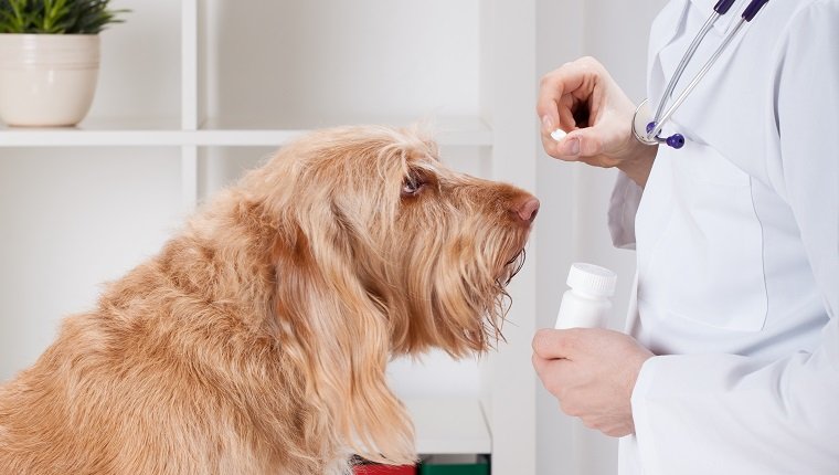Tierarzt bei der Verabreichung von Medikamenten an einen Hund, vertikal