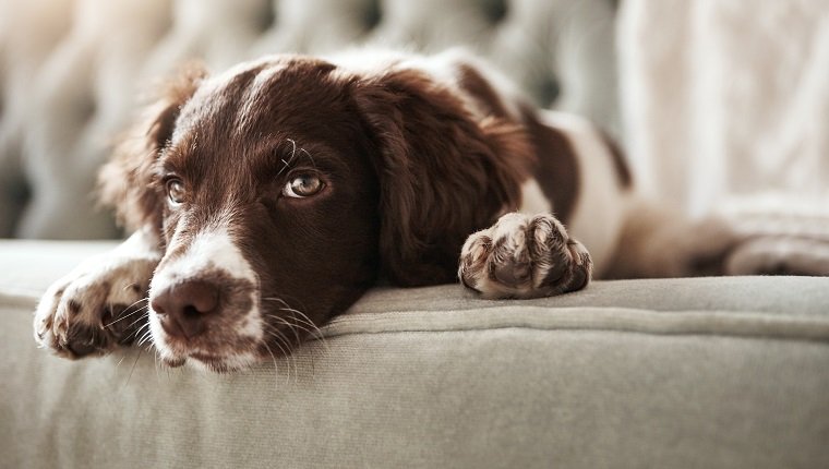 Felvétel egy imádnivaló kutyáról, aki unottan néz, miközben otthon a kanapén fekszik.
