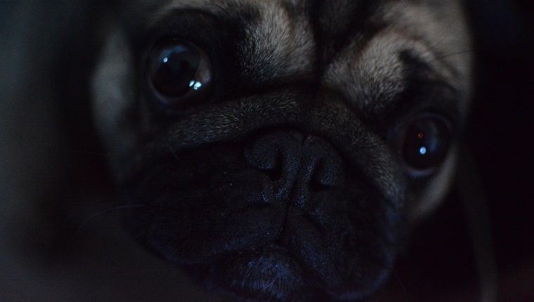 Close-Up portret de câine