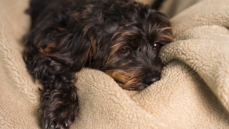 Kleiner schwarzer Shih Tzu-Mix Hund Hund liegt auf weicher Decke Bett, während unsicher allein krank gelangweilt einsam deprimiert krank müde erschöpft erschöpft