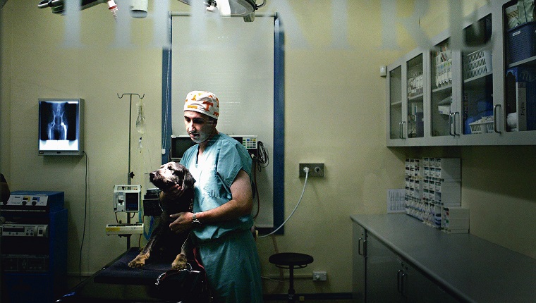 (AUSTRALIA Y NUEVA ZELANDA FUERA) El veterinario David Lidbetter examina a Barney, el collie al que acaban de extirpar un tumor cerebral, 6 de mayo de 2005. SMH Foto de KATE GERAGHTY (Foto de Fairfax Media/Fairfax Media via Getty Images)