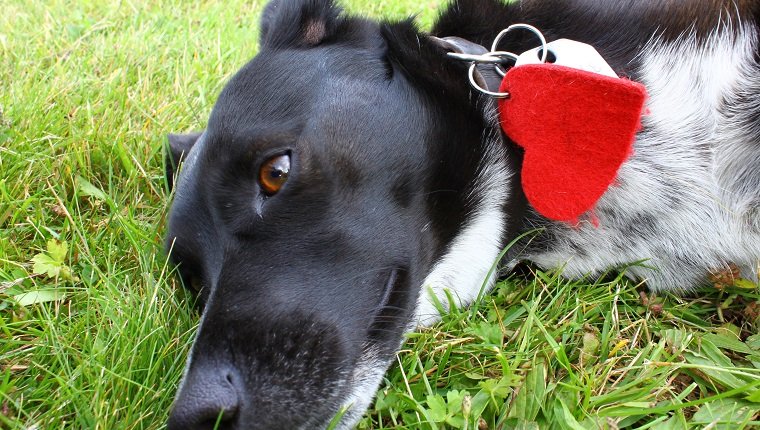 Niedlicher schwarzer Hundekopf mit einem roten Herz am Halsband im Gras liegend