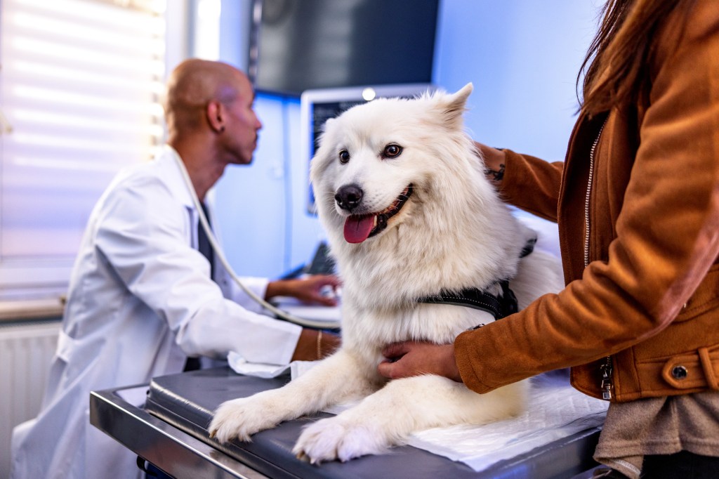Amoxicillint igénylő kutyát vizsgál az állatorvos.
