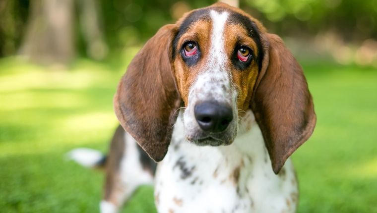 Ein Basset Hound Hund mit Ektropium oder hängenden Augenlidern