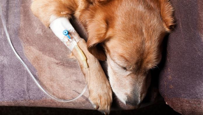 kutya feküdt ágyon kanül a vénában infúziót