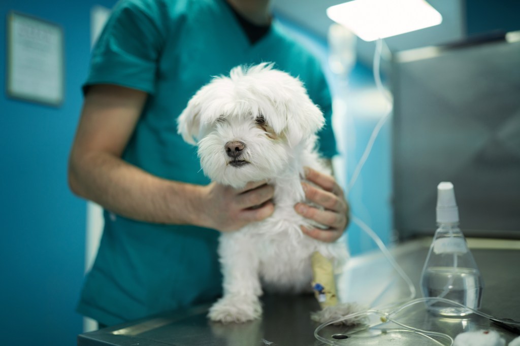 Állatorvos vizsgál egy máltai kutyát, aki syringomyeliában (SM) szenved.