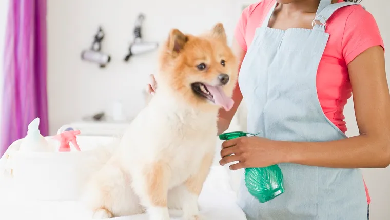 Vegyes fajú kisállat ápoló ápolása pomerániai kutya