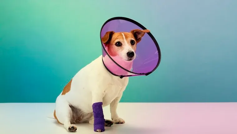 Jack Russell Terrier purtând o zgardă de protecție din plastic cu con de protecție, bandaj pe laba piciorului, portret
