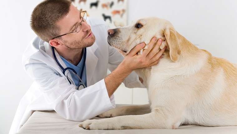 Ein männlicher Tierarzt, der einen Labradorhund untersucht. Er schaut von Angesicht zu Angesicht.