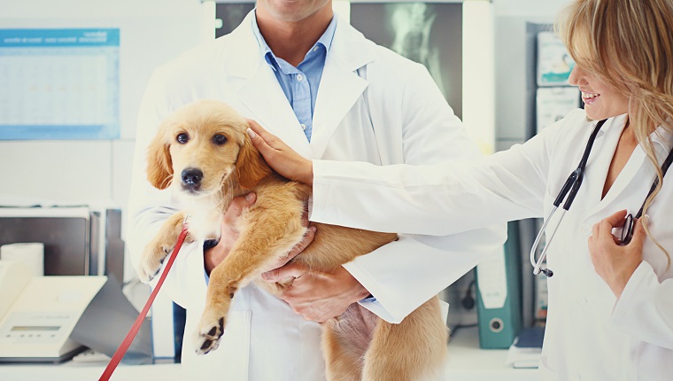 المقربة من جرو Golden Retriever Healthy الذي يحتجزه اثنين من الأطباء البيطريين بعد الفحص الطبي. لا يمكن التعرف على الأطباء البيطريين جزئيًا مع الابتسامات المرئية على وجوههم لأن الكلب يتمتع بصحة جيدة تمامًا وعلى استعداد للعودة إلى المنزل.