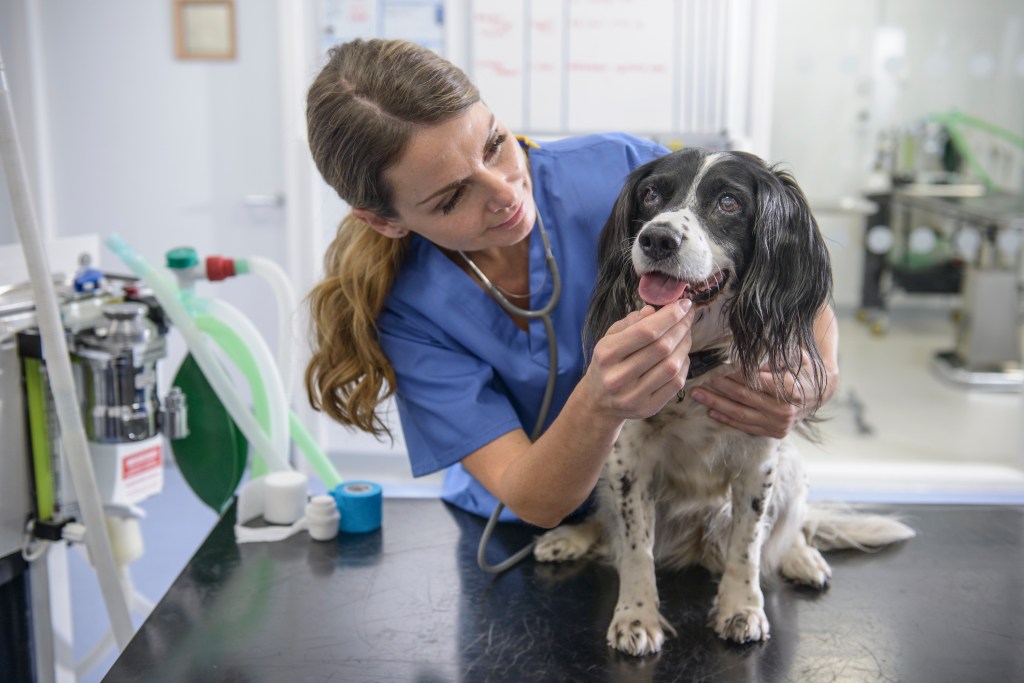 Porträt einer Tierarzthelferin mit einem Hund - der Penicillin benötigt - auf einem Tisch in einer Tierklinik.