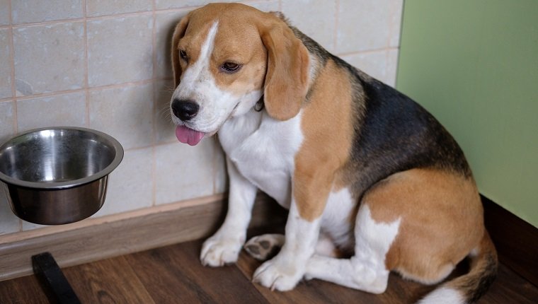 A Beagle kutya szomorúan várja az ételt az üres tál közelében.