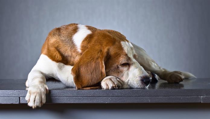 Szomorú kutya portréja egy sötét háttér előtt. Fajtatiszta felnőtt Beagle.