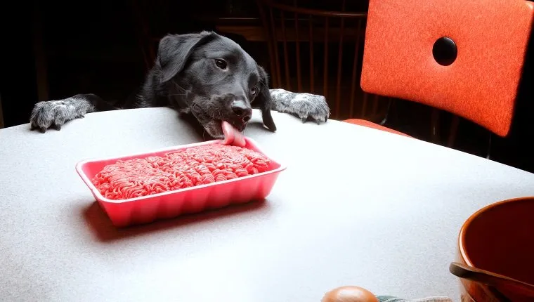 câine linge hamburger de pe masă