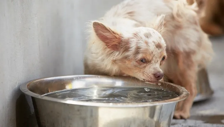 Chihuahua trinkt aus einer Schüssel mit Wasser.
