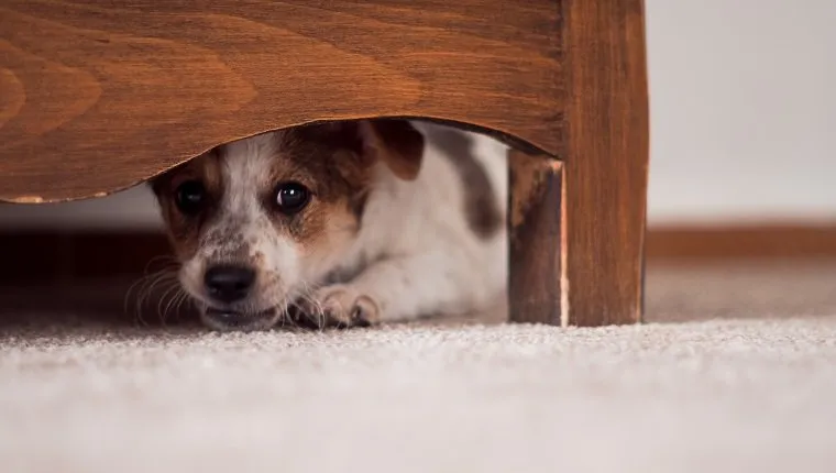 A kiskutya egy szekrény alatt rejtőzik.