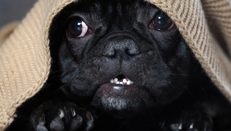 Csodálatos kutyapofa, kerek szemek kukucskálnak ki a szőnyeg alól. Kutya fekete francia bulldog