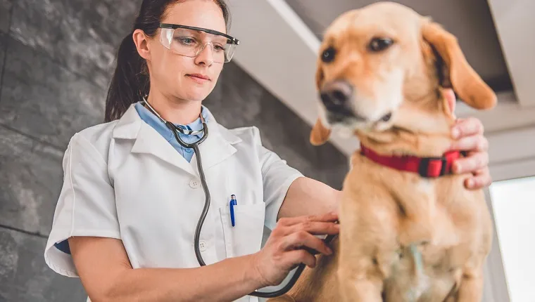Млада жена ветеринар проверява куче във ветеринарна клиника