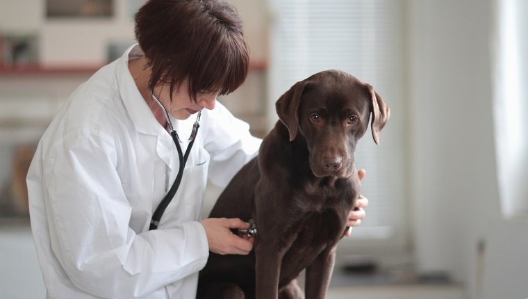 Жена ветеринар слуша кучетата в гърдите през стетоскоп