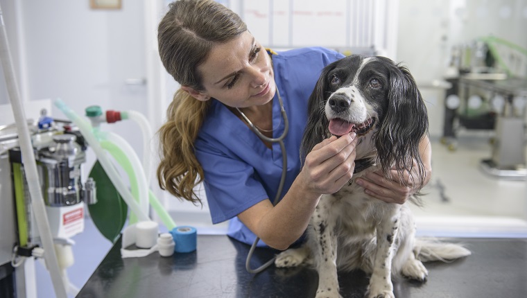 Портрет на ветеринарна медицинска сестра с куче на маса във ветеринарна хирургия