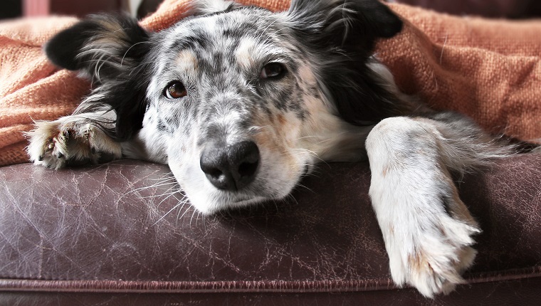 Гранично куче австралийска овчарка на кафяв кожен диван под одеяло изглежда тъжно самотно отегчено обнадеждено болно любопитно отпуснато удобно