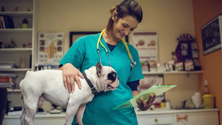 Млад щастлив ветеринарен лекар чете медицински документи на булдог.