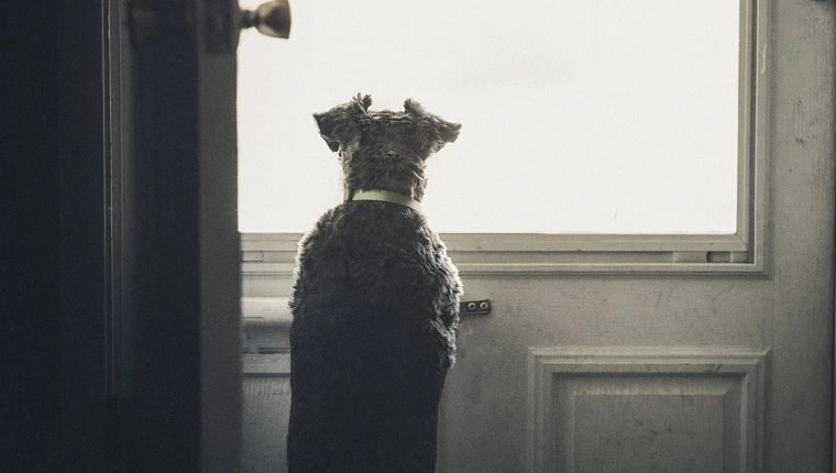كلب صغير ينظر إلى الخارج من خلال نافذة الباب