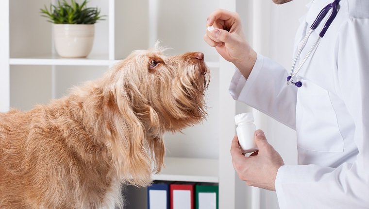 Kutya a férfi állatorvostól kapott gyógyszer bevétele közben