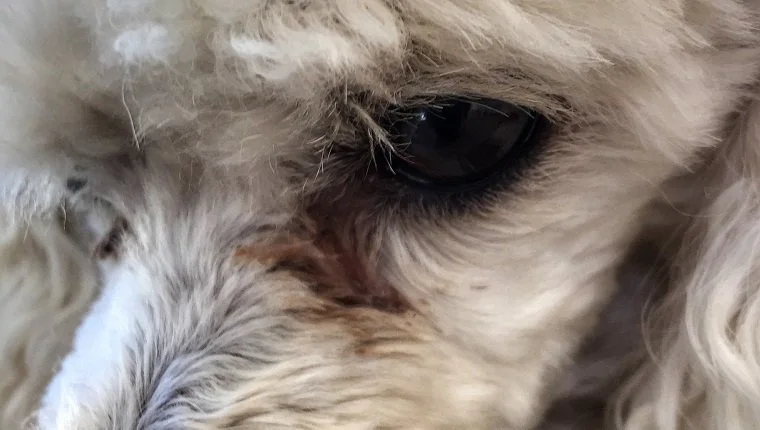 PET Extreme Close Up
