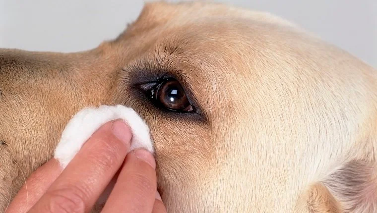 تنظيف عيون الكلب مع مناديل العين ، عن قرب