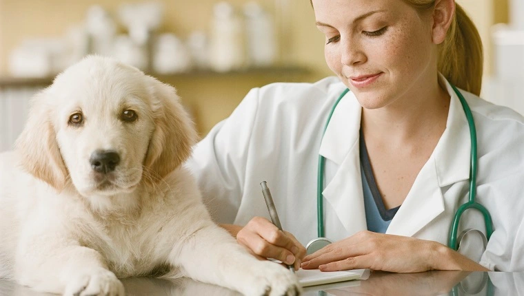Ветеринарен лекар, който пише рецепта за кученце голдън ретривър, усмихва се