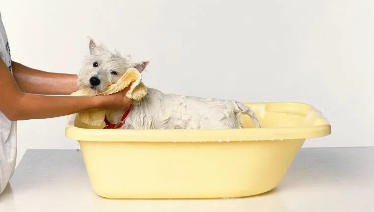 Куче, което се подсушава с кърпа
