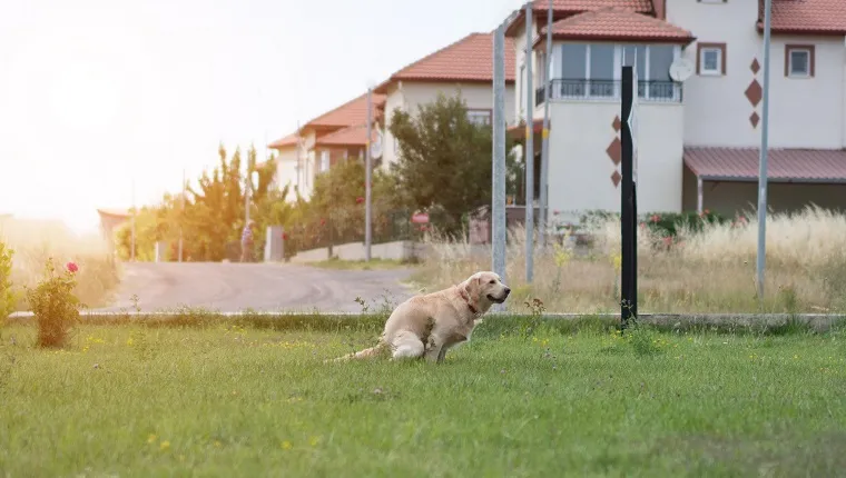 الكلب Golden Retriever يتغوط في الحديقة