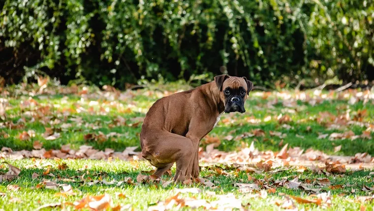 "Arany-retriever