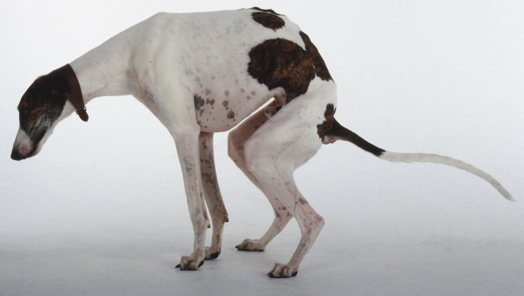 Un câine ogar cu pete maro și albe se ghemuiește pentru a defeca.